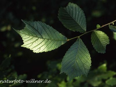 Berg-Ulme (Ulmus glabra) Foto W. Willner-3