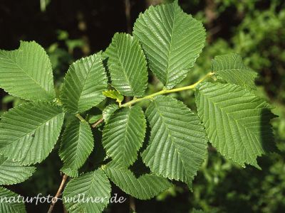 Berg-Ulme (Ulmus glabra) Foto W. Willner-4