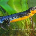 Bergmolch 1 (Ichthyosaura alpestris) 18 Foto W. Willner