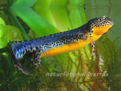 Bergmolch 1 (Ichthyosaura alpestris) 18 Foto W. Willner