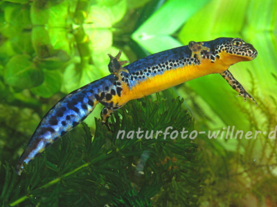 Bergmolch 1 (Ichthyosaura alpestris) 20 Foto W. Willner