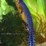 Bergmolch (Ichthyosaura alpestris) 18 Foto W. Willner