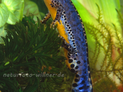 Bergmolch (Ichthyosaura alpestris) 18 Foto W. Willner