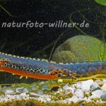 Bergmolche 11 Foto W. Willner