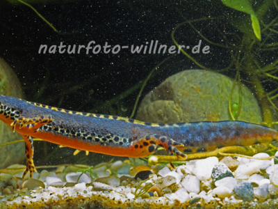 Bergmolche 11 Foto W. Willner