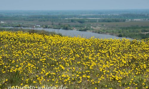 Bestepe Mahmoudia Berg Donaudelta Naturfoto Willner DSC_0008