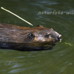 Biber Foto W. Willner1