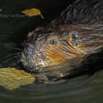 Biber Foto W. Willner27