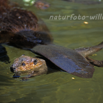 Biber Foto W. Willner3