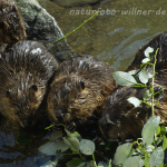 Biber Foto W. Willner41