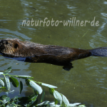 Biber Foto W. Willner63