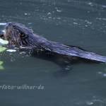 Biber Foto W. Willner69