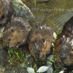 Biber Foto W. Willner70