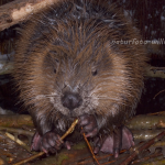 Biber Jungtier Foto W. Willner 203