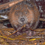 Biber Jungtier Foto W. Willner 204