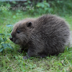 Biber Jungtier Foto W. Willner143