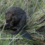 Biber Jungtier Foto W. Willner158
