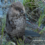 Biber Jungtier Foto W. Willner162
