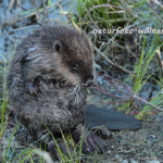 Biber Jungtier Foto W. Willner165