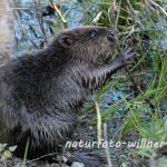 Biber Jungtier Foto W. Willner170