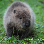 Biber Jungtier Foto W. Willner97