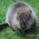 Biber Jungtier Foto W. Willner99