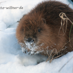 Biber an der Isar Castor fiber Foto W. Willner Foto W. Willner Naturfoto-34 - Copy
