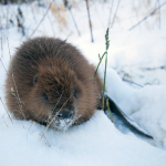 Biber an der Isar Castor fiber Foto W. Willner Foto W. Willner Naturfoto-51