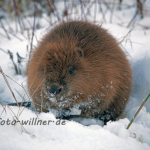 Biber an der Isar Castor fiber Foto W. Willner Foto W. Willner Naturfoto-85
