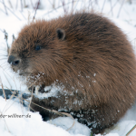 Biber an der Isar Castor fiber Foto W. Willner Foto W. Willner Naturfoto-89