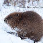 Biber an der Isar Castor fiber Foto W. Willner Foto W. Willner Naturfoto-92
