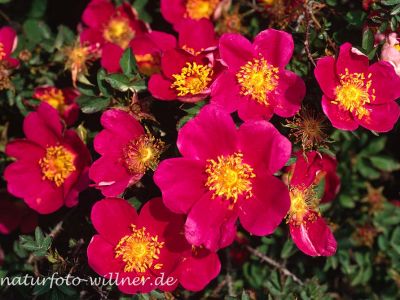 Bibernell-Rose (Rosa pimpinellifolia) Foto W. Willner-5