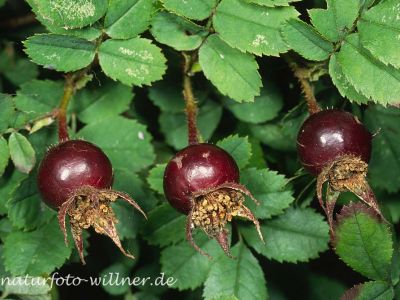 Bibernell-Rose (Rosa pimpinellifolia) Foto W. Willner