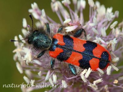 Bienenwolf (Trichodes apiarius) Foto W. Willner-11
