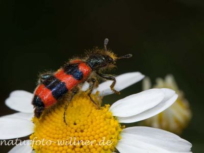 Bienenwolf (Trichodes apiarius) Foto W. Willner-15