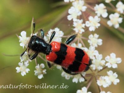Bienenwolf (Trichodes apiarius) Foto W. Willner-7