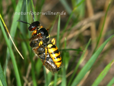 Bienenwolf im Flug 1 Foto W. Willner
