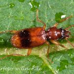 Binden-Haarflinkläufer Lasiotrechus discus Foto Wolfgang Willner Naturfoto-9