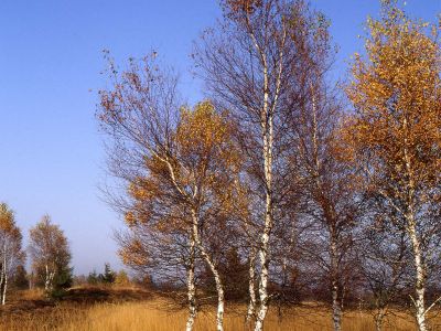 Birke im Herbst Foto W. Willner 329