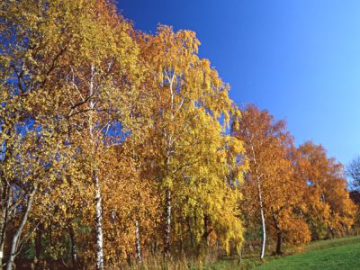 Birken Herbstfärbung Foto W. Willner 482