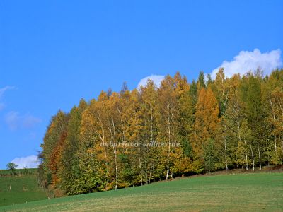 Birken Herbstfärbung Foto W. Willner 583