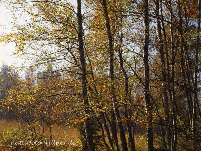 Birken im Herbst Foto W. Willner 407