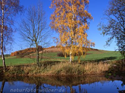 Birken im Herbst Foto W. Willner 639