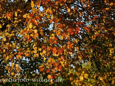 Birne Herbstfärbung (Pyrus pyraster)