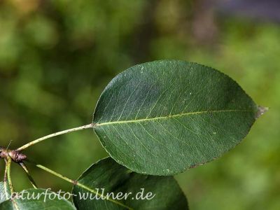 Birne Pyrus pyraster Foto Wolfgang Willner Naturfoto