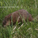 Bisam Foto W. Willner12