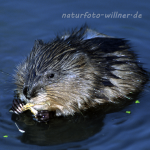 Bisam Foto W. Willner3