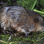 Bisam Foto W. Willner8