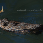 Bisamratte Foto Wolfgang Willner Naturfoto-4