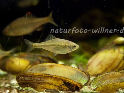 Bitterling Rhodeus sericeus Foto Wolfgang Willner Naturfoto-3